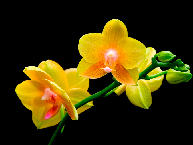 orquídea de color amarillo