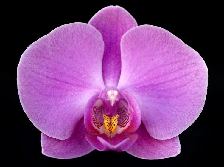 orquídea de color malva