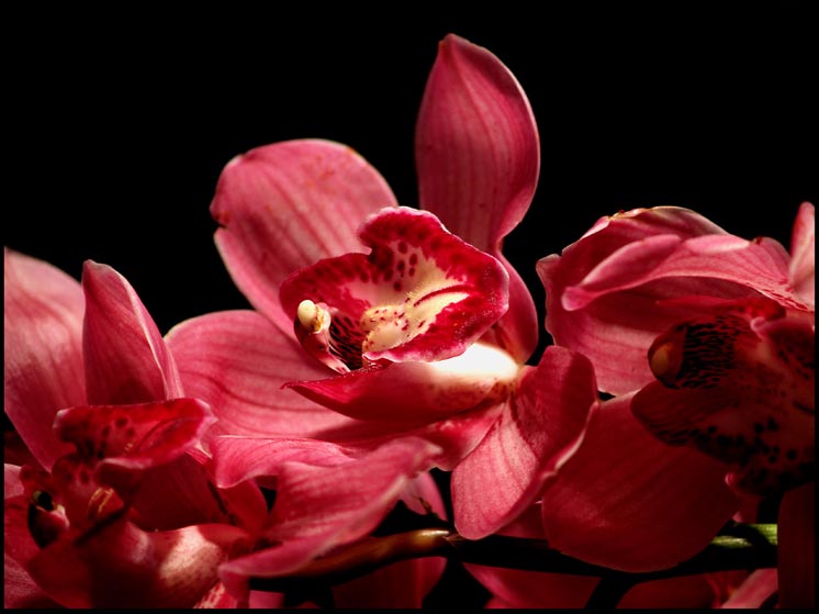 orquídea de color rojo