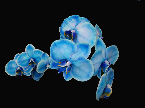 orquídea de color azul intenso