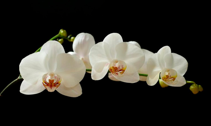 orquídea de color blanco