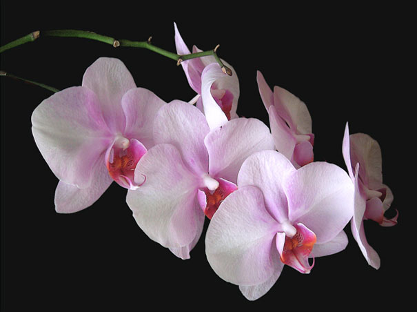 orquídea de color rosa