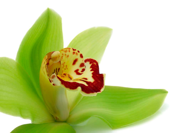 orquídea de color verde
