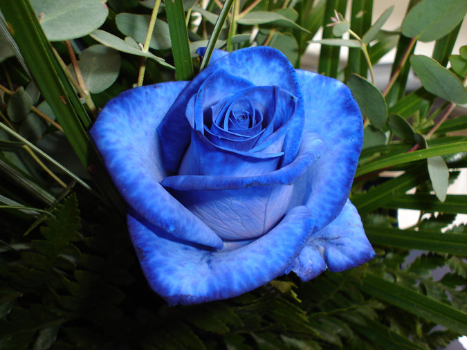 rosa de color azul