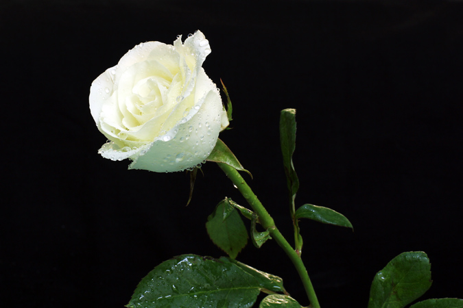 rosa de color blanco