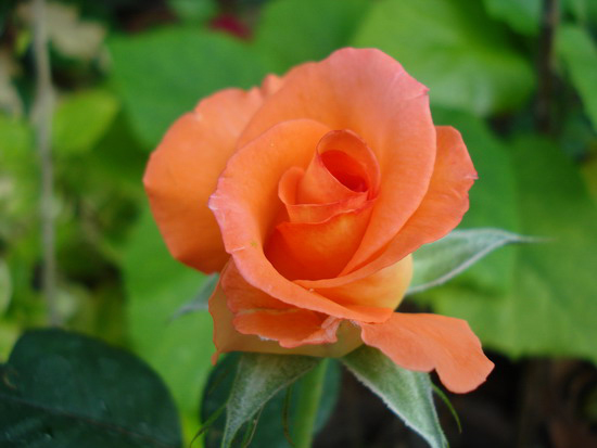 rosa de color naranja
