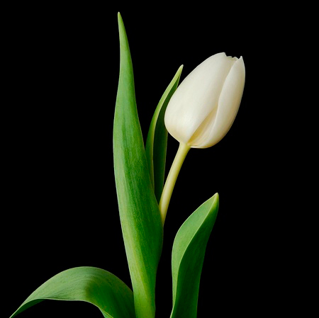 flor de tulipán blanco